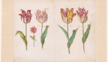 Tulips by Jacob Marel